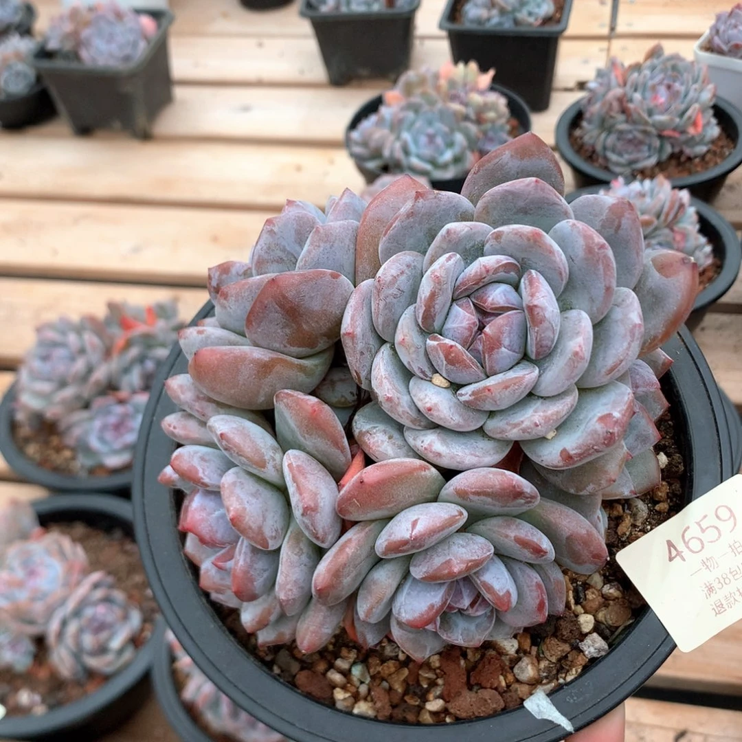 13.6厘米八头有砍石榴籽 特价 4659