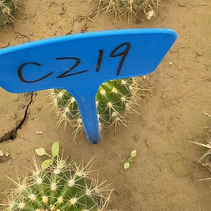C219,云儿毛花柱