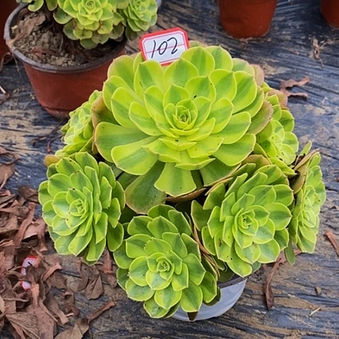雨荷老捧花102号号