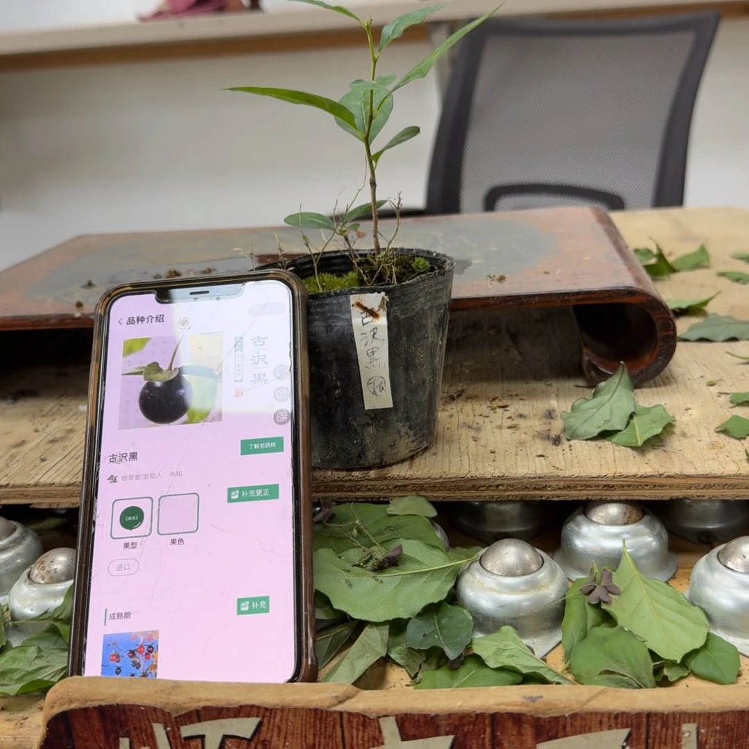 用***4完全开放36顺丰到付不包邮