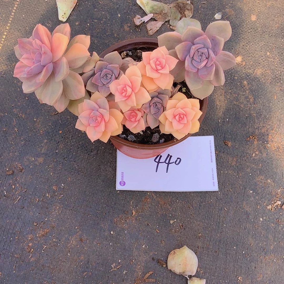 老三多肉一物一拍外播紫乐锦440