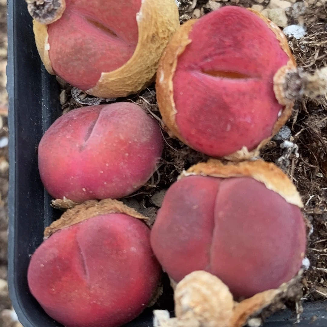 超红丝绒蟠桃1颗买2送1