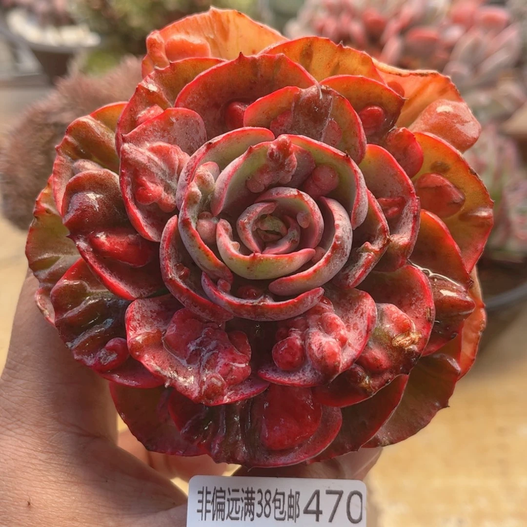 470雨滴锦德华多肉