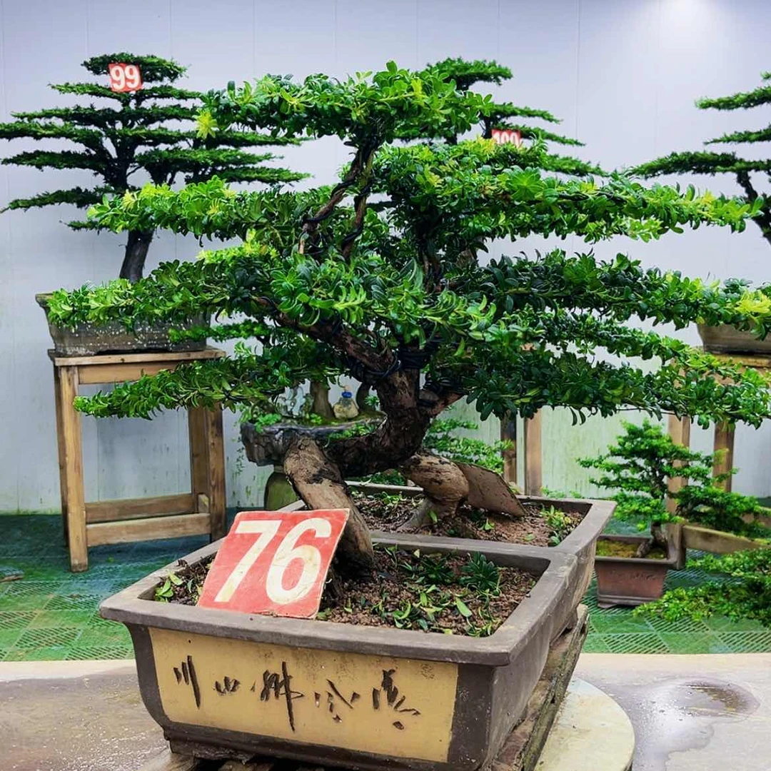 【闪购商品】无花朵安**司
