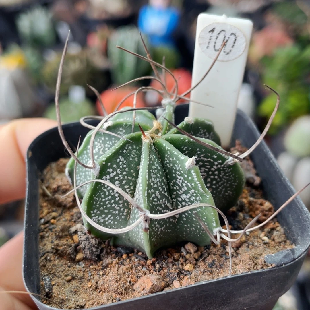 仙人球满28包邮盆口径5公分大风玉3.8公分