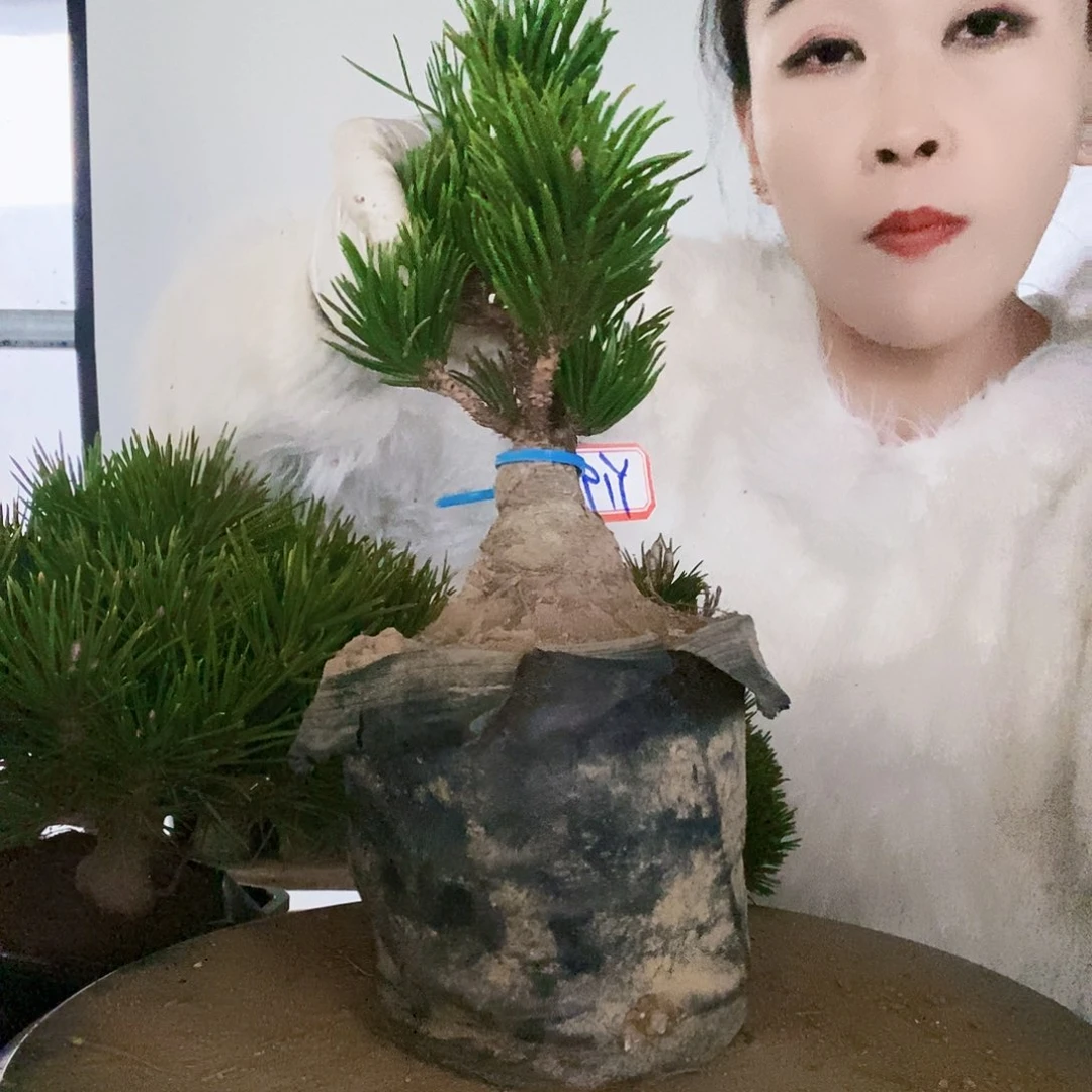 无花朵植物形态多年生草本