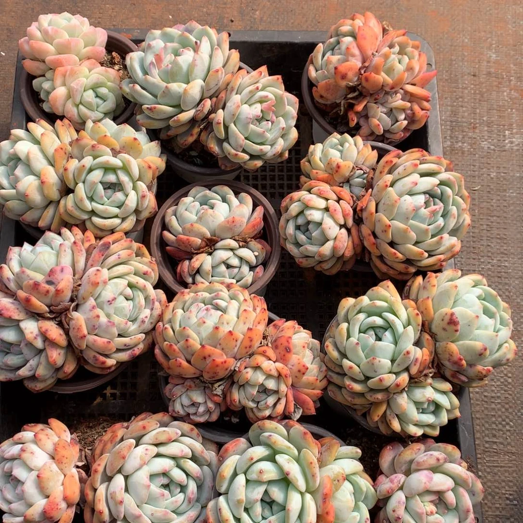 小**！小猫78685899999