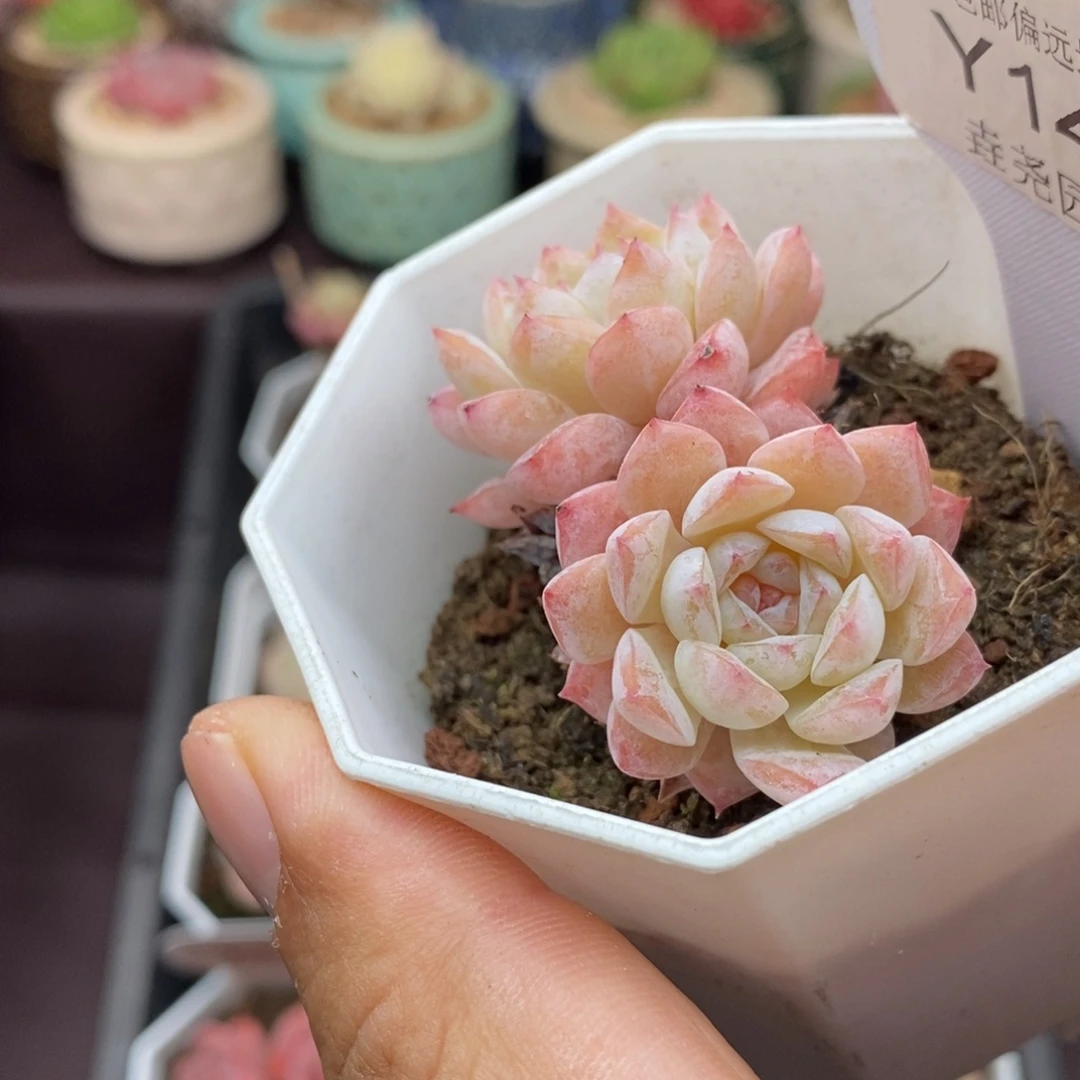 0142 醉颜双头 5.5cm
