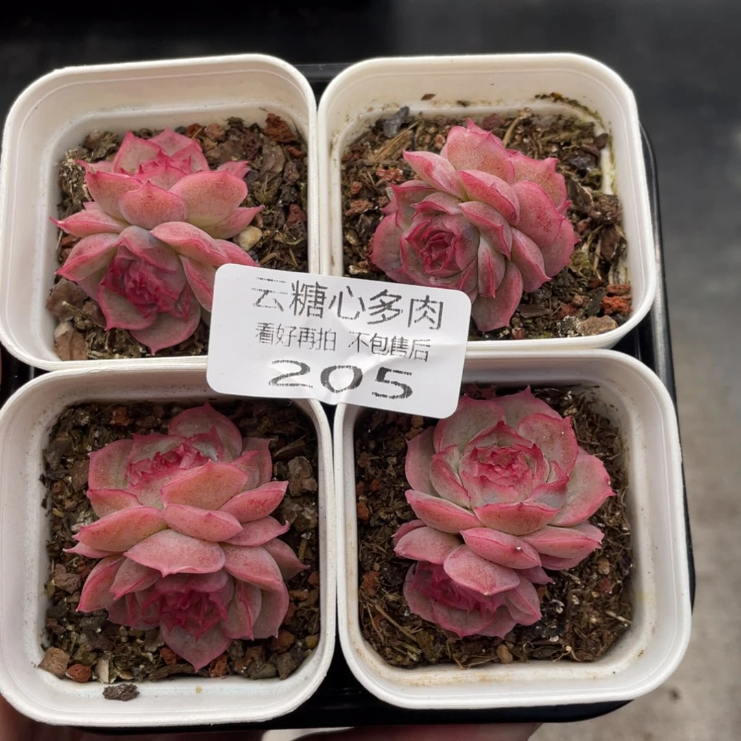 云糖心多肉植物205