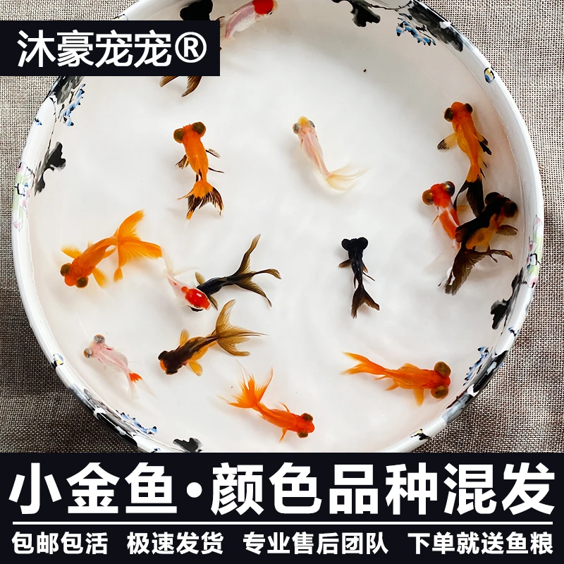 沐豪宠宠【国粹小金鱼】观赏鱼淡水鱼冷水鱼鸿运当头狮头兰寿锦鲤