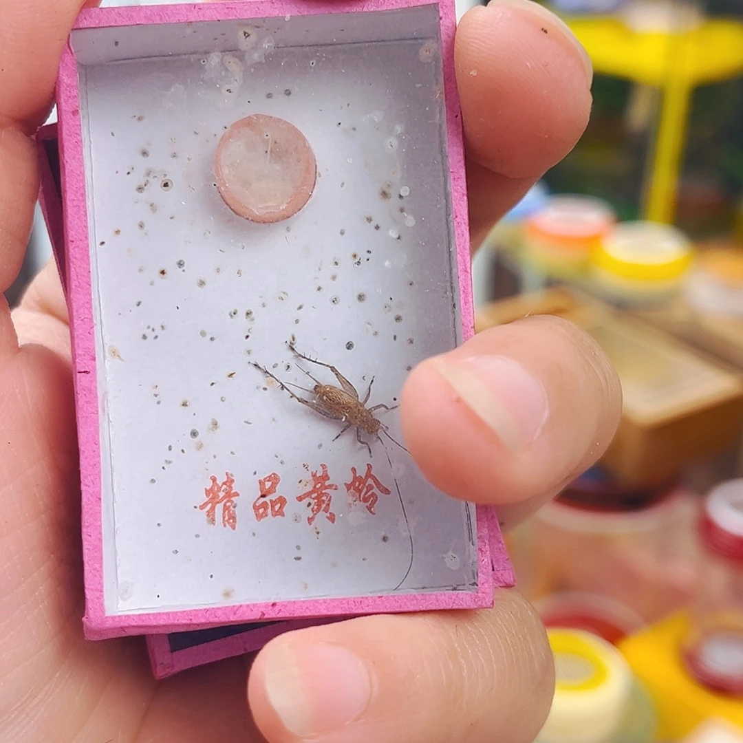 大黄小黄拍拍拍拍拍