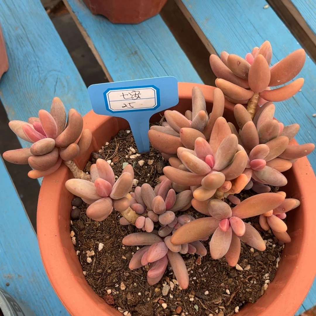 小雨多肉七安红手指