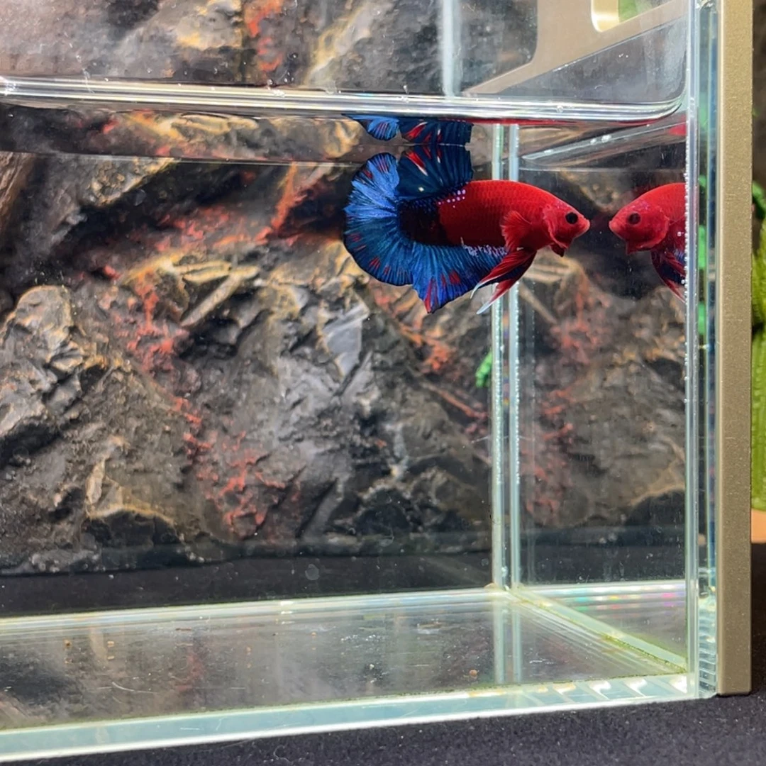 斗鱼十一月十八日竞价