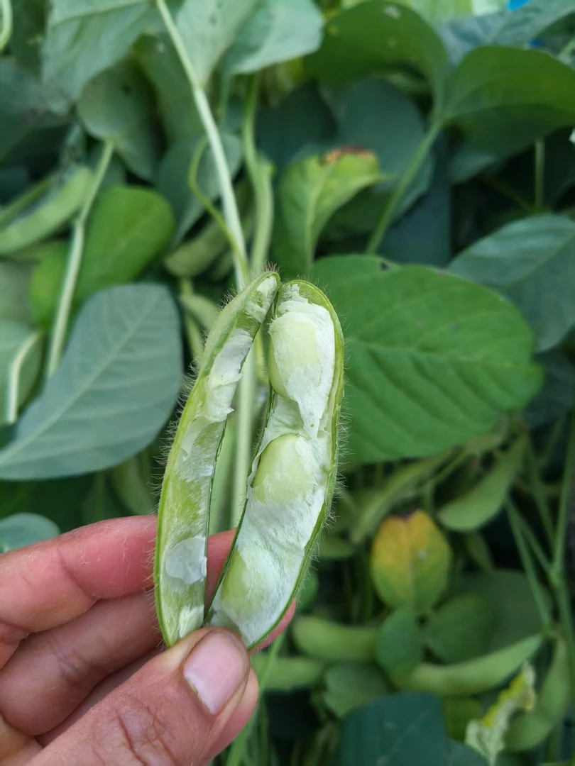 崇明本地大毛豆菜毛豆酥糯微甜【现采现发】