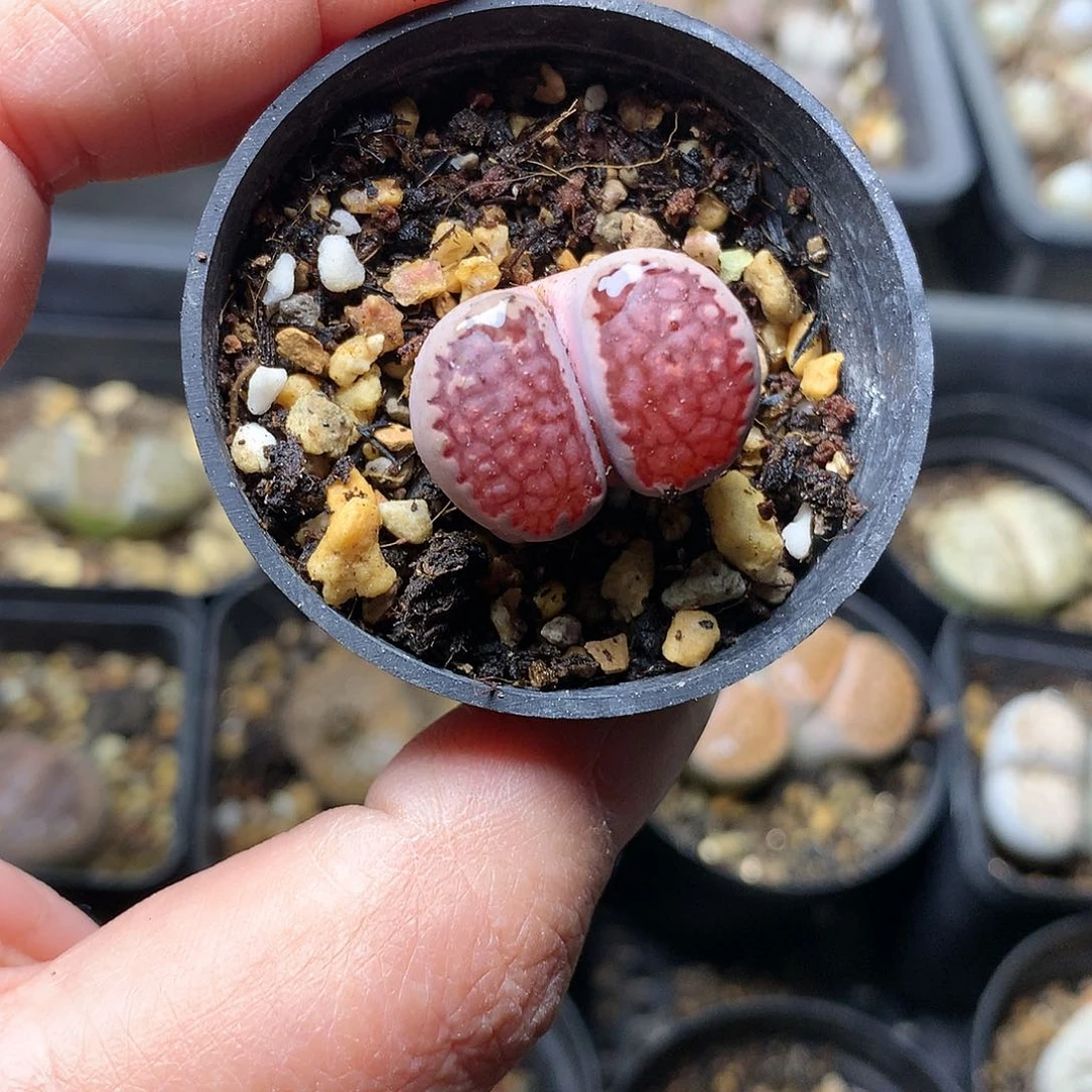 K310多肉植物保护研究所