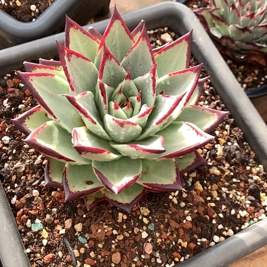 美肉特价活动开始啦