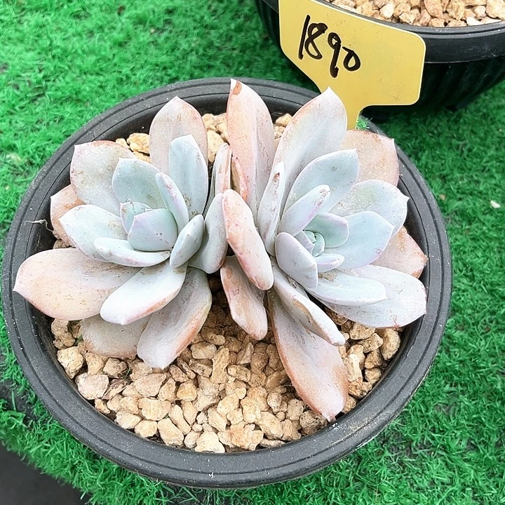 双头奶茶1890号码牌子的
