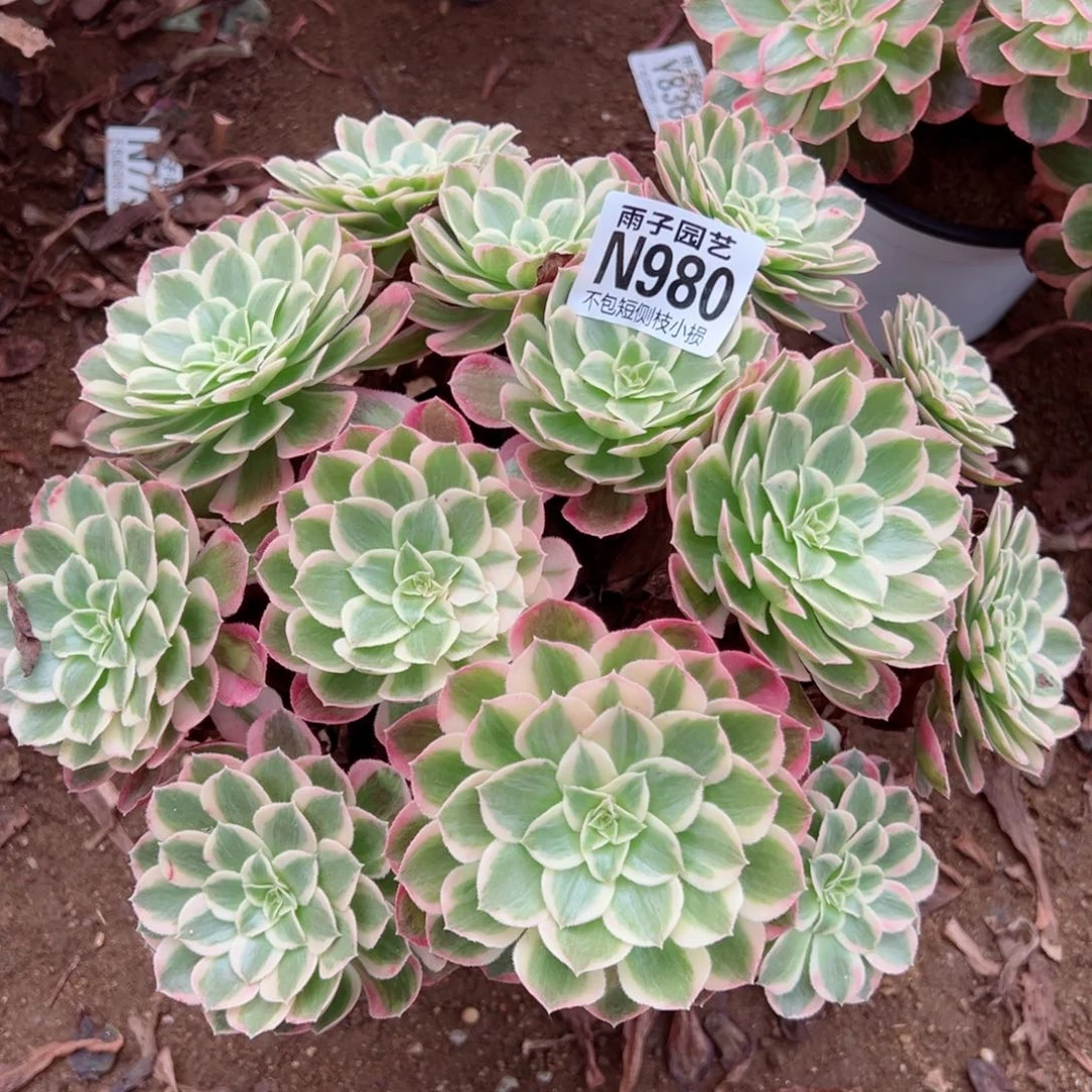 980孔雀翎尺寸25左右