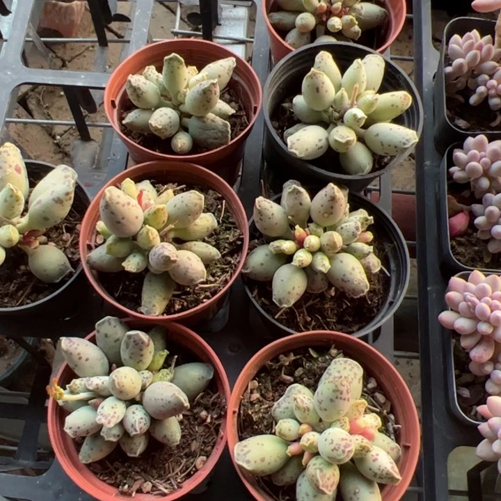 新疆包邮   海豹