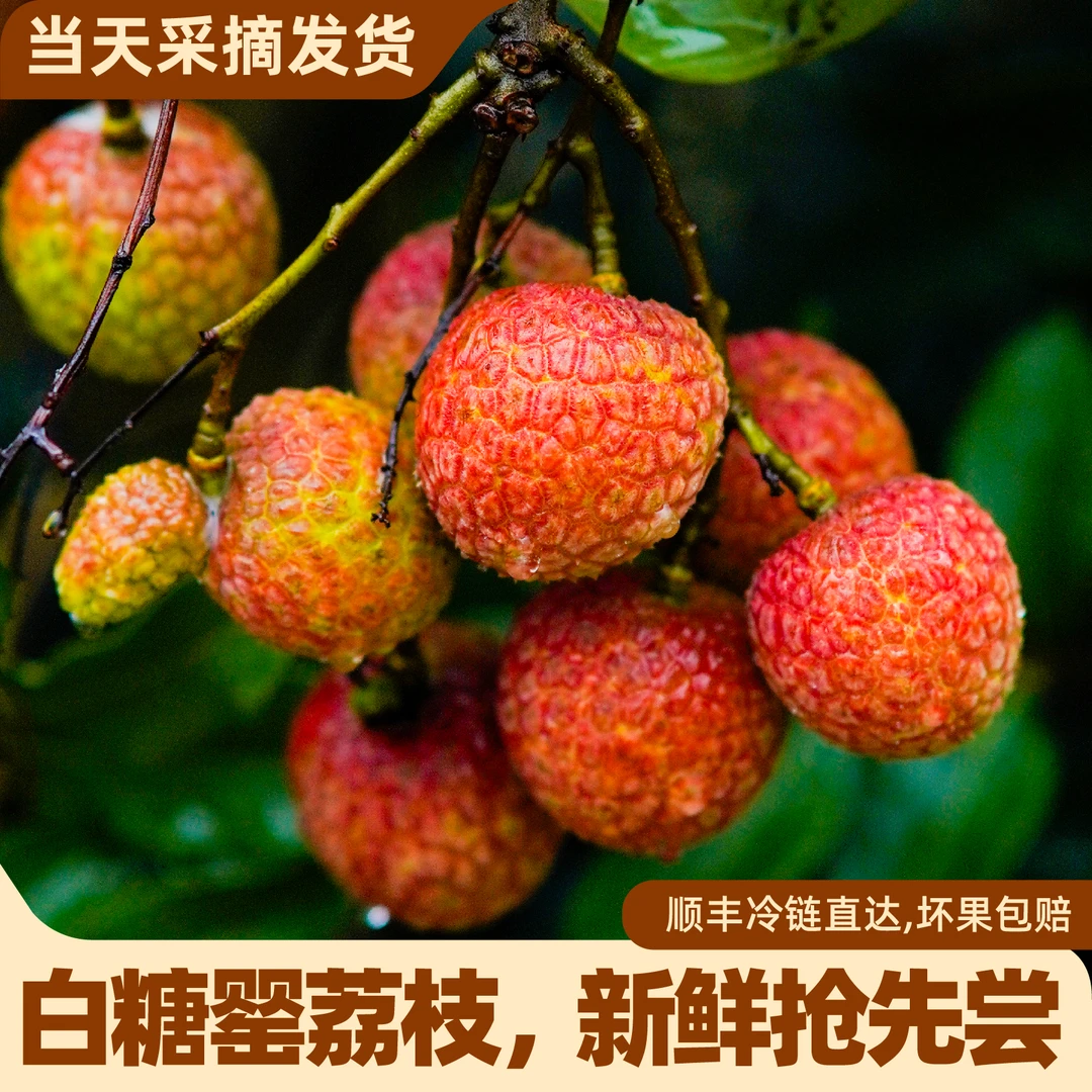 【国推地标】正宗白糖罂茂名高州头茬荔枝3/5斤装现摘现发顺丰冷链