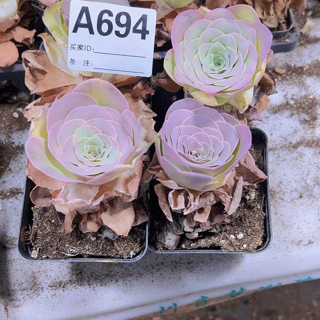 694优选粉罗拉2个十方盆