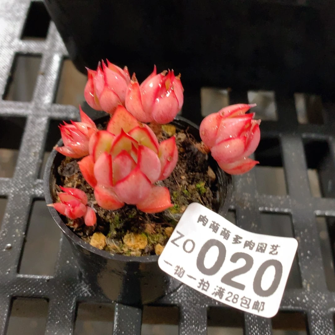 肉萌萌拇指盆精控多肉ZO020