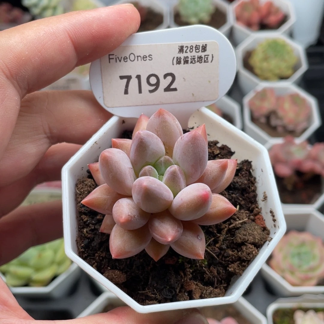 红蜻蜓7192-5厘米
