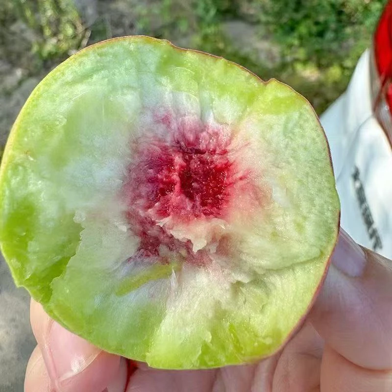 L1【青州脆甜秋冬桃】蜜桃脆甜多汁离核新鲜应季水果
