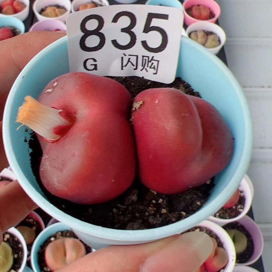无花朵骆***?我很喜欢这个G835