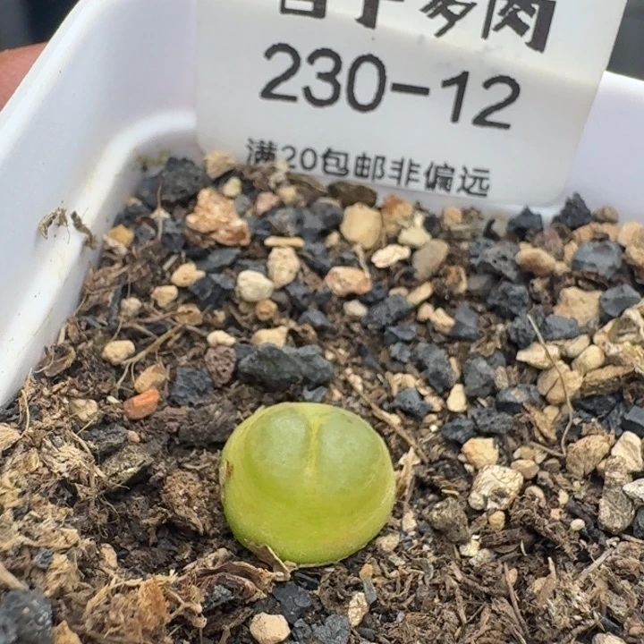 雪茄1.1带盆土。