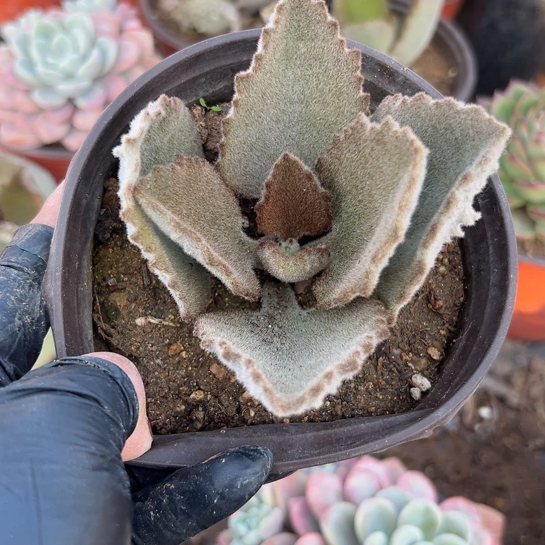 多肉植物鹰兔耳单头