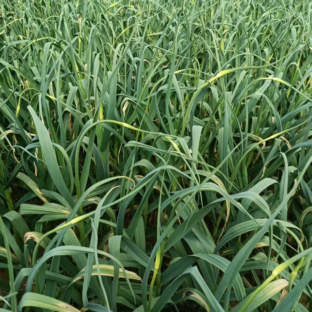 新鲜蒜苔脆嫩现摘现发当季蔬菜蒜苔直发