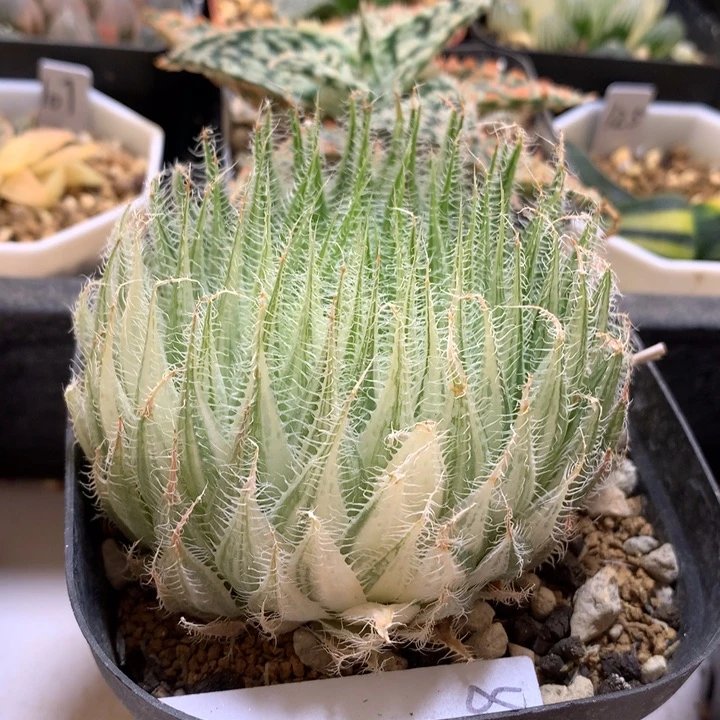 原始种玉露锦互换补差