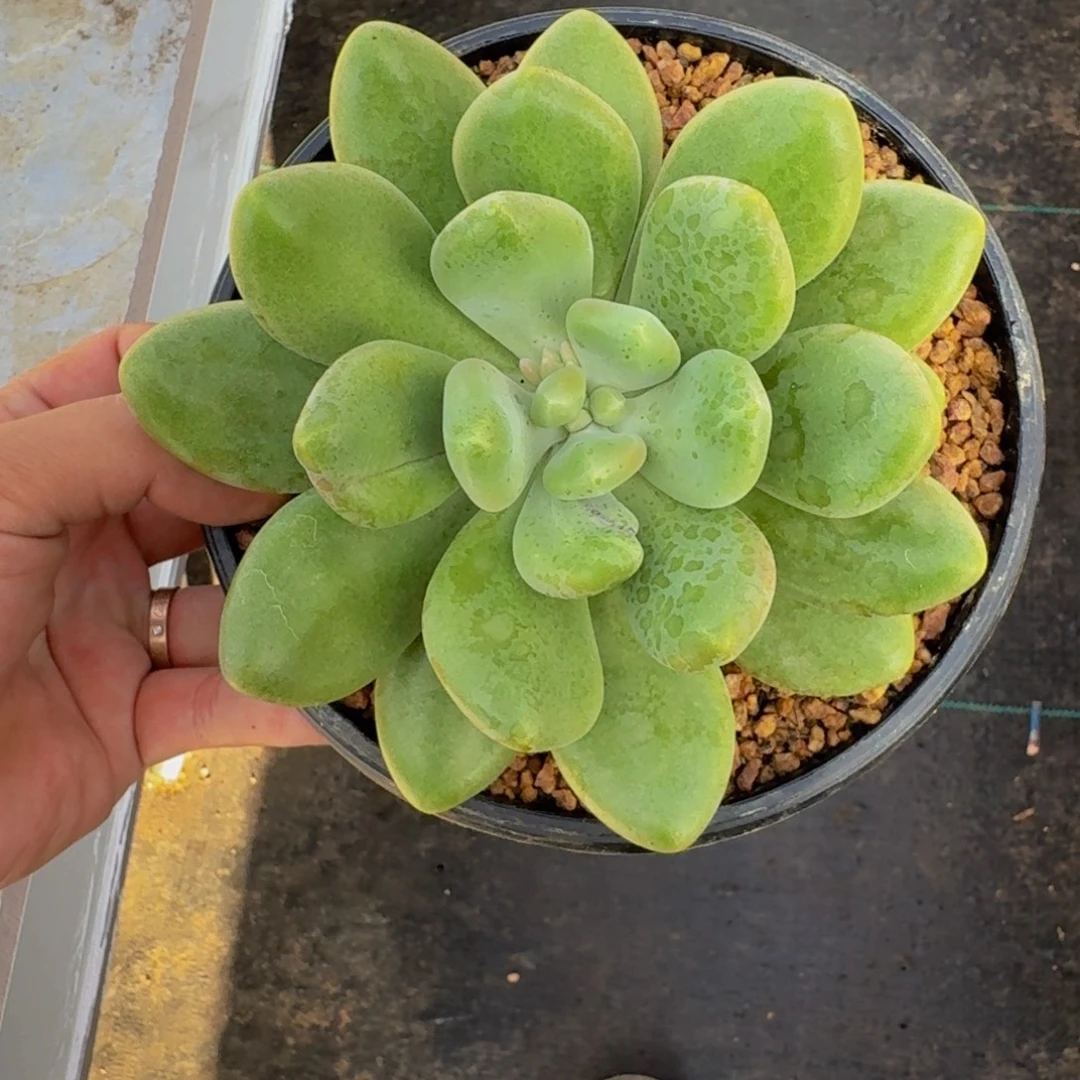 X系列美人新品   一物一拍