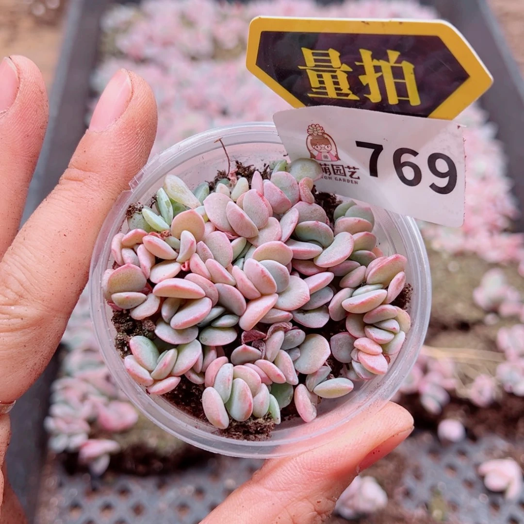 多肉植物多肉植物