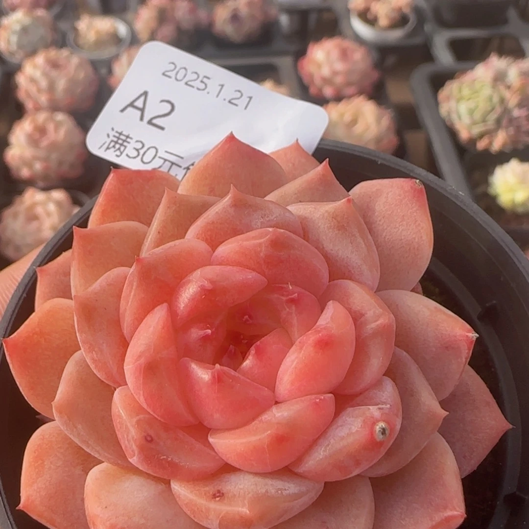 灯泡心珍妮单头一颗脱土