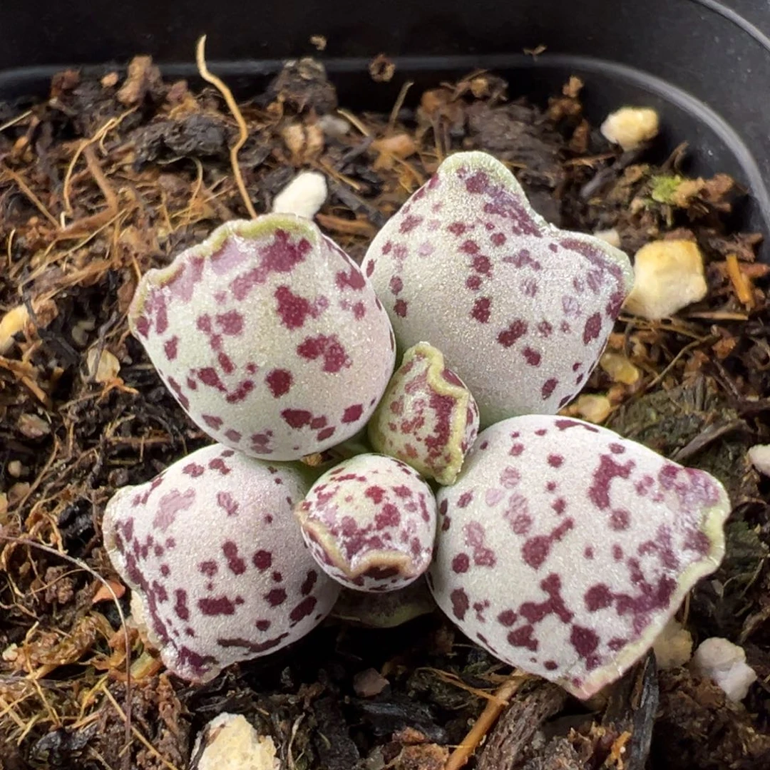 达摩海豹多肉植物水泡