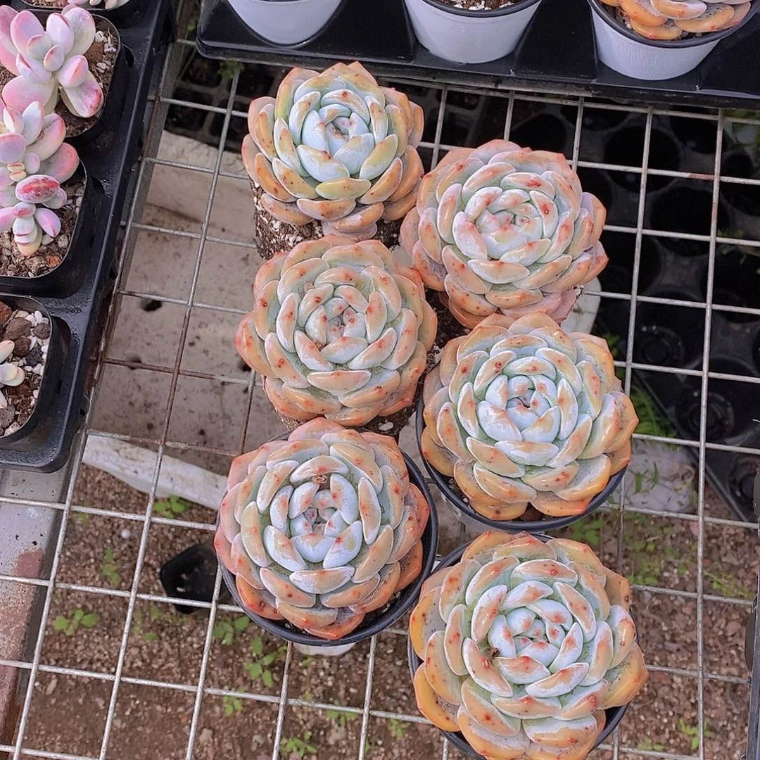 0418-大宽叶黄皮韩橙单头一颗 量拍