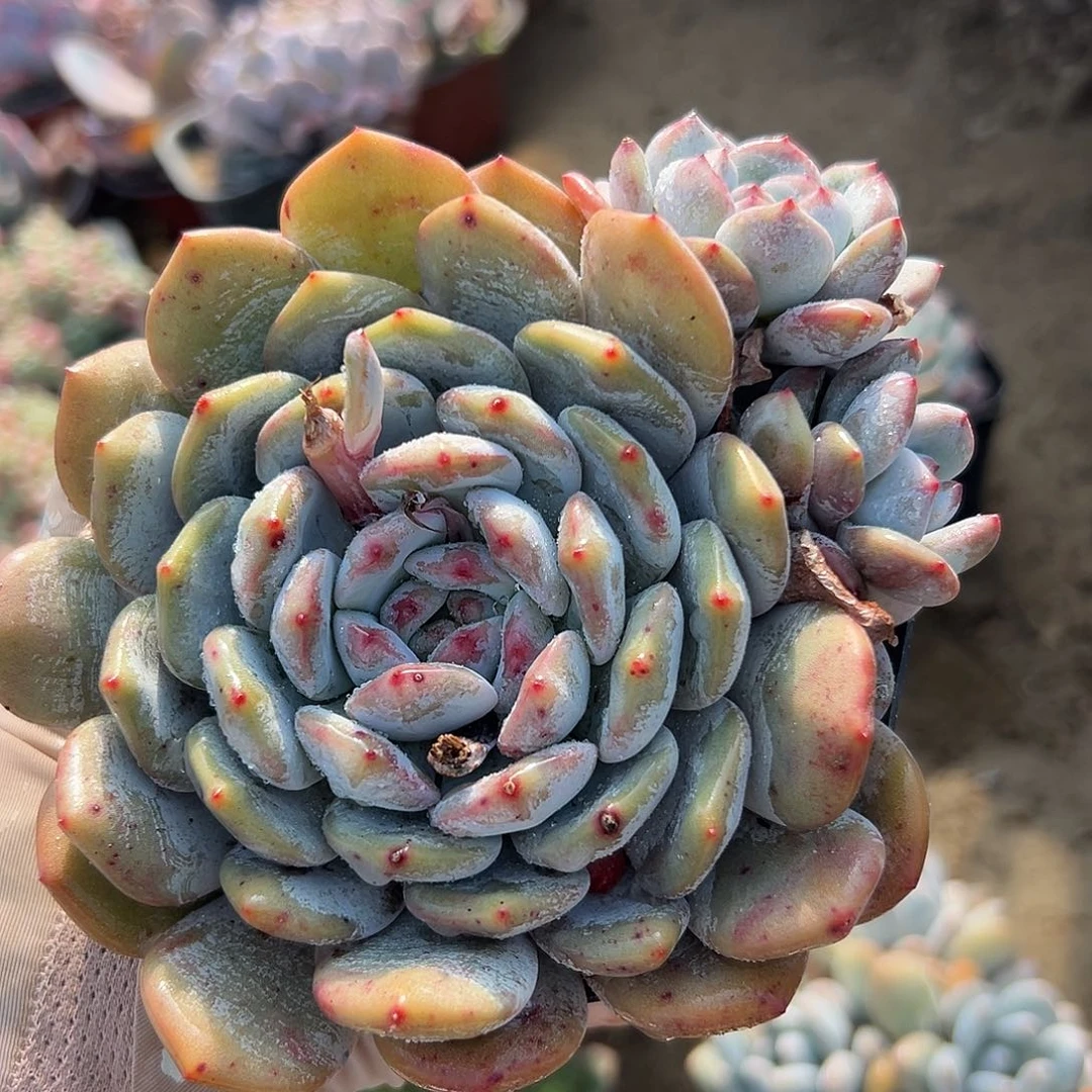 多肉植物橙梦露群