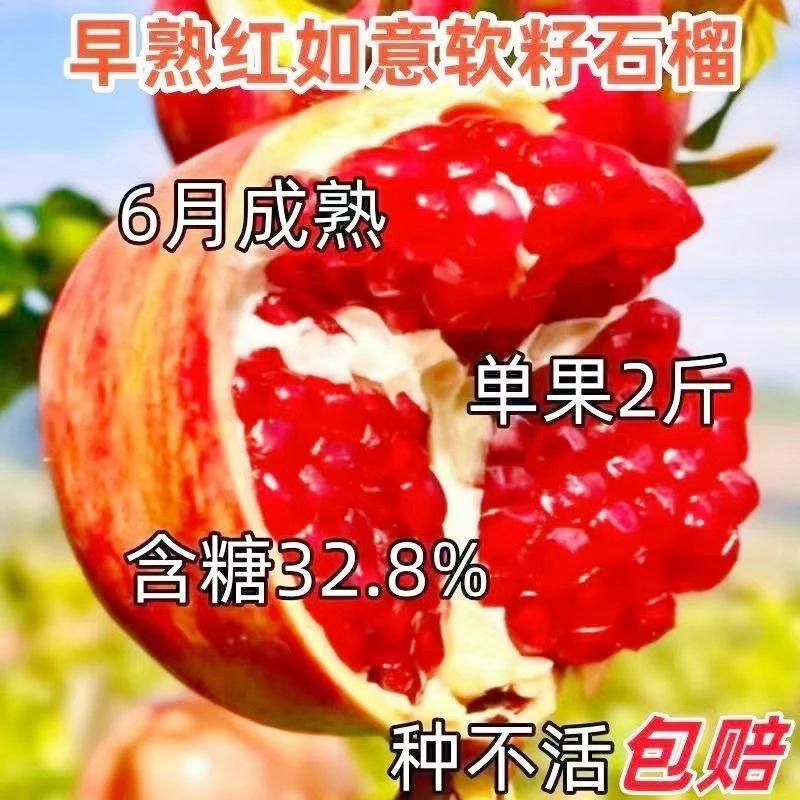 嫁接石榴树苗特大早熟软籽石榴盆栽地栽耐寒南北种植当年结果果树
