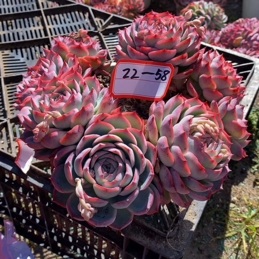 【闪购商品】韵*多肉植物