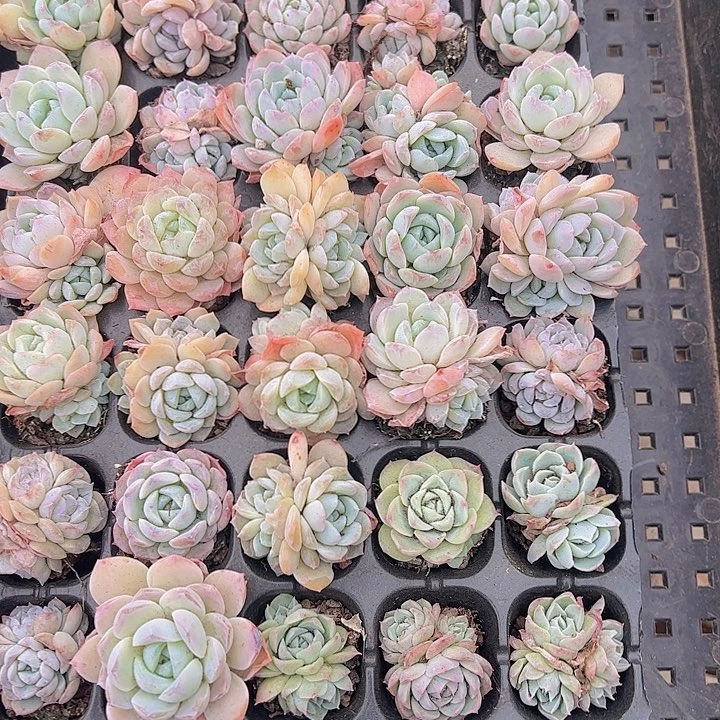 直播福利一物一拍75