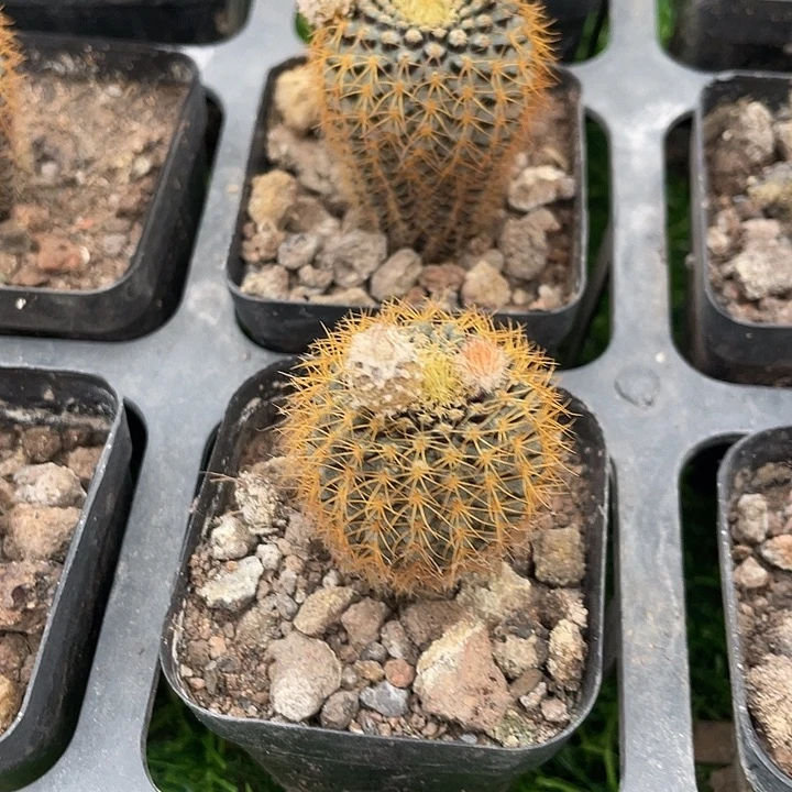 黄金士童满25包邮