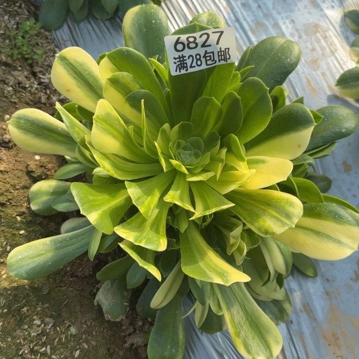 X. 6827五彩琉璃多肉