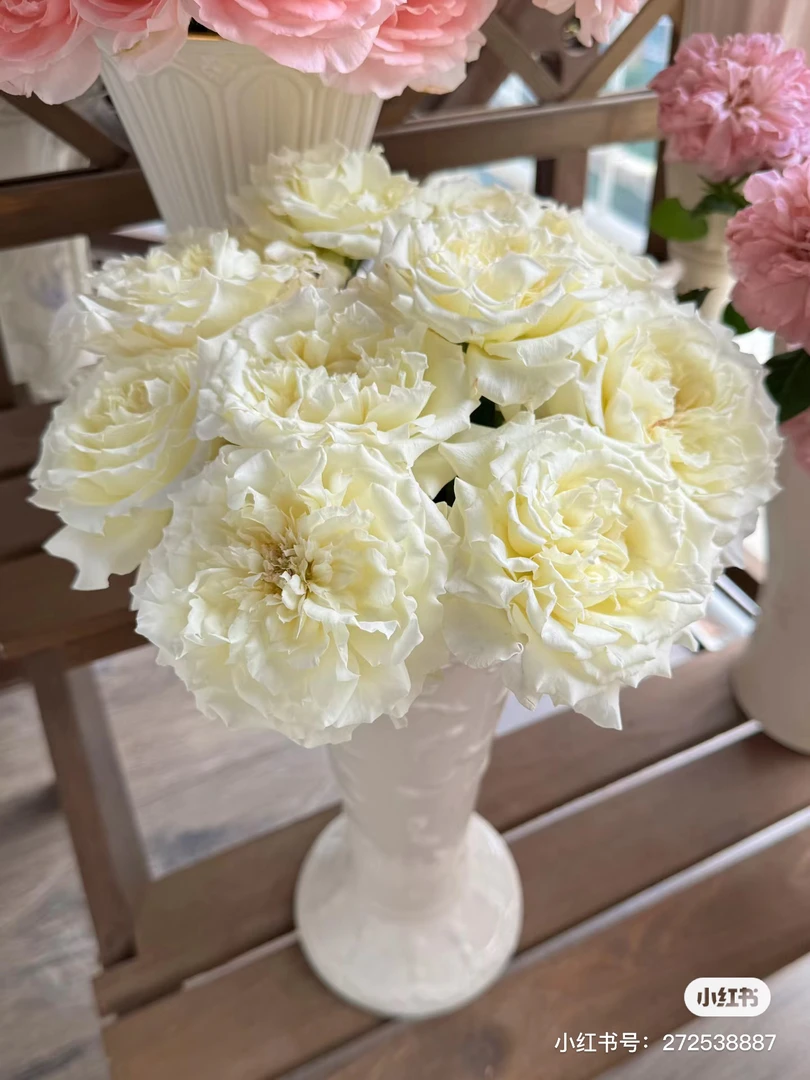 【楠桐】盛装玫瑰 任拍满三单包顺空鲜切花家居花店插花%20不售后