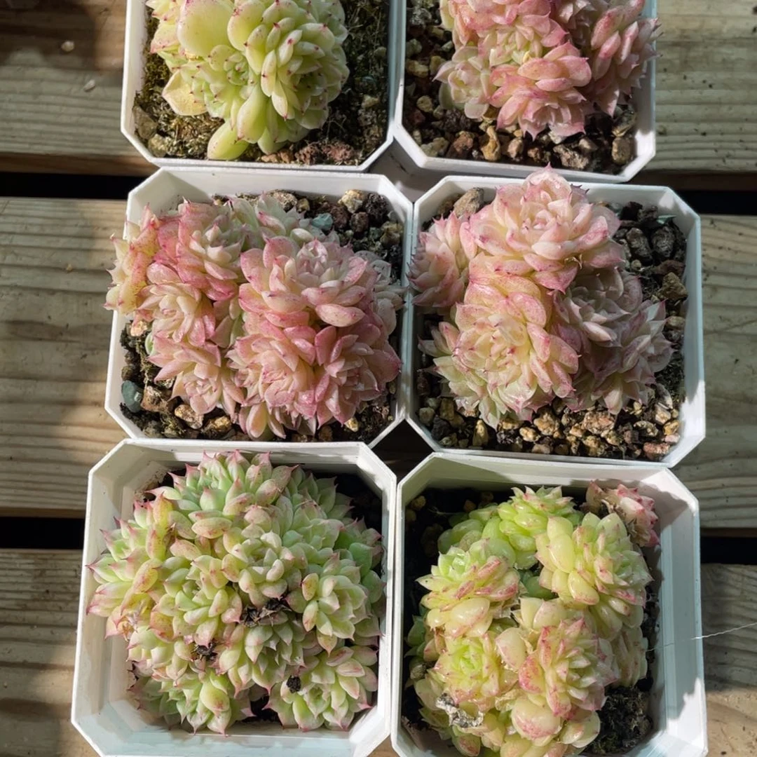 小**子多肉组合六个精品麦秆群生多肉