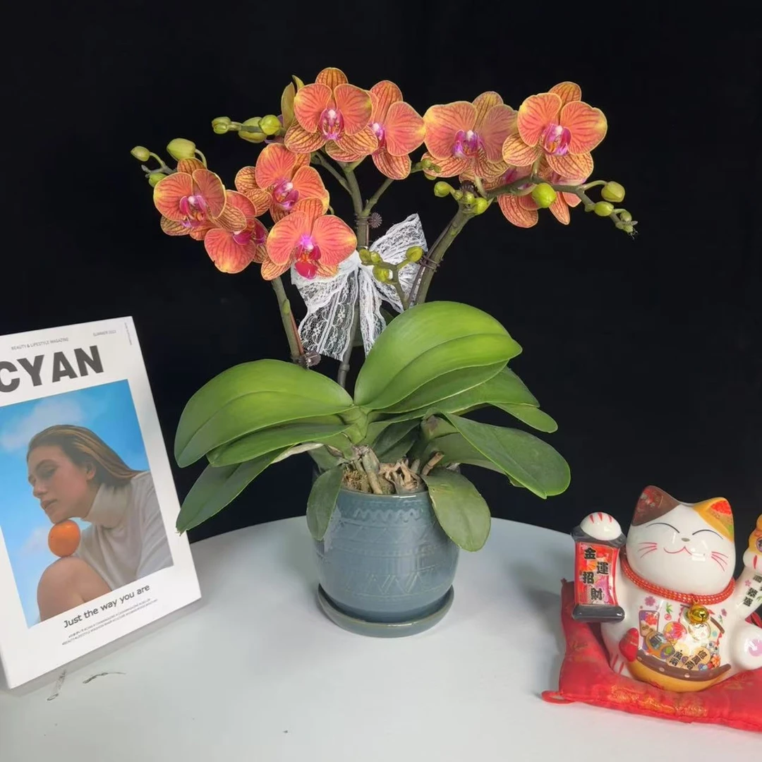 《大吉大利》橙红色系 精品蝴蝶兰 耐开好养 轻奢高级 室内花花