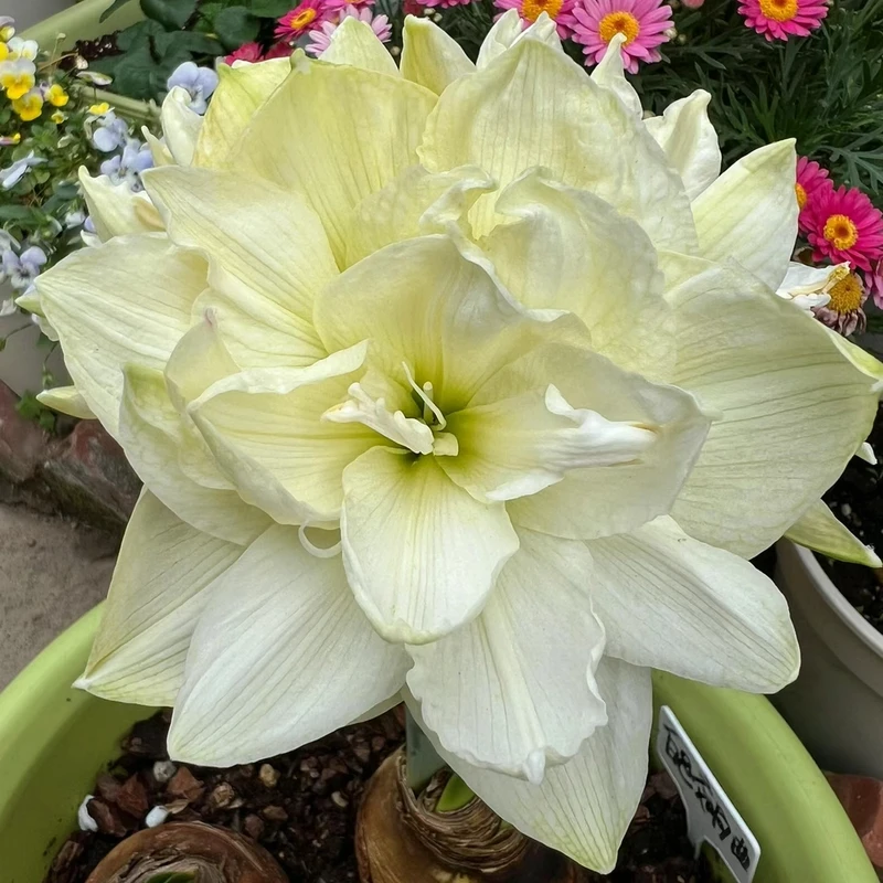 「白色交响曲」重瓣 荷兰品种朱顶红 多年生种球