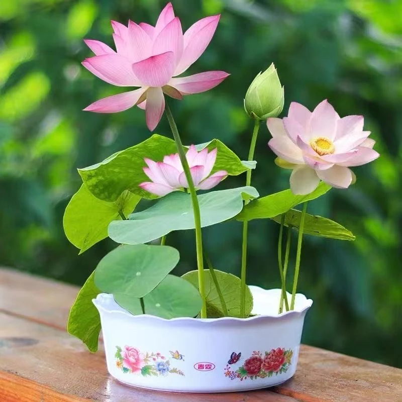 【水培荷花种子】无土水培庭院阳台盆栽花卉种子水培植物迷你莲花籽