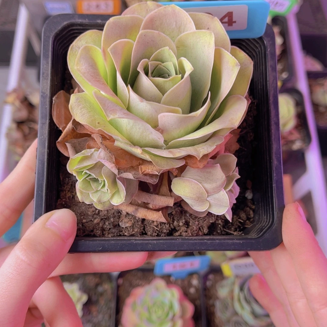 艺***奶单品一物一拍164号